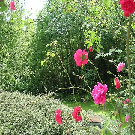 Peaceful Nature In Bohon * Barvaux