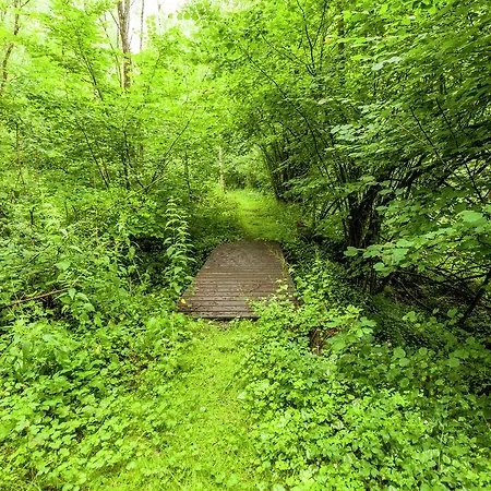 Peaceful Nature In Bohon *